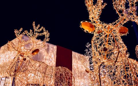 An image of two moose sculptures lit up with white holiday lights